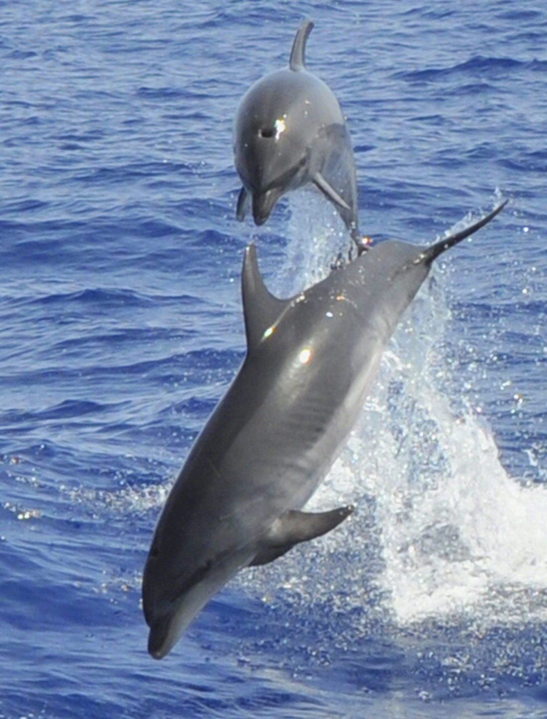 Excursión en catamarán Magic Dolphin