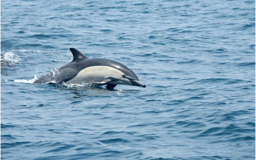 imagen delfin común Fuerteventura