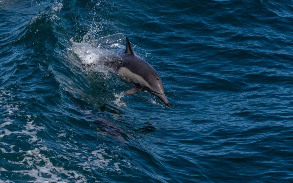 imagen delfín de hocico largo Fuerteventura