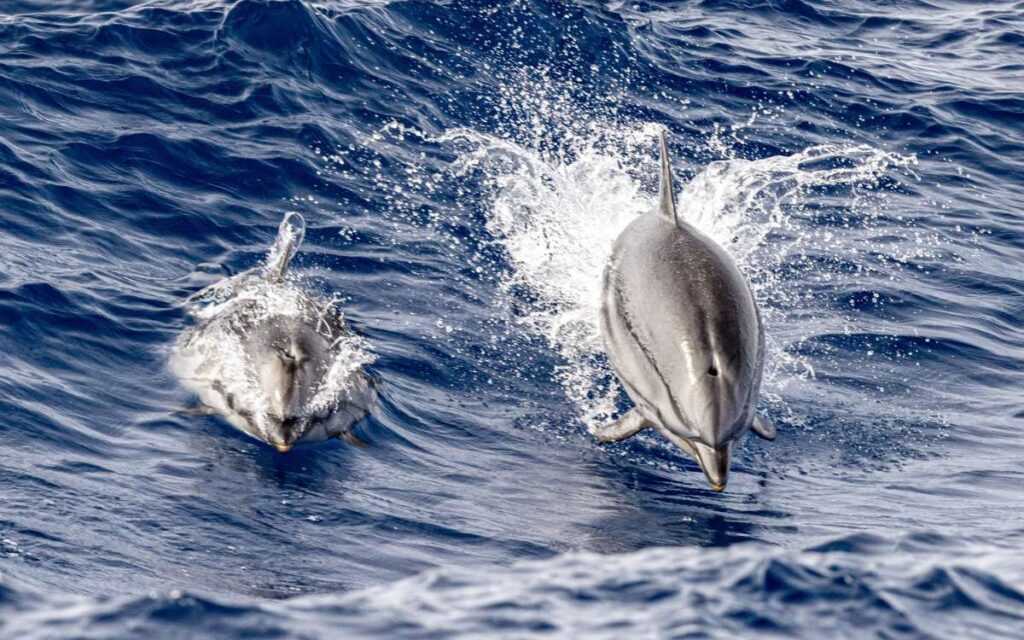imagen delfín listado Fuerteventura