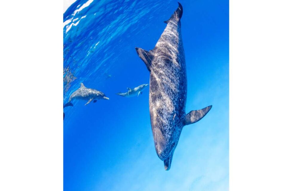 imagen delfín moteado atlántico Fuerteventura 