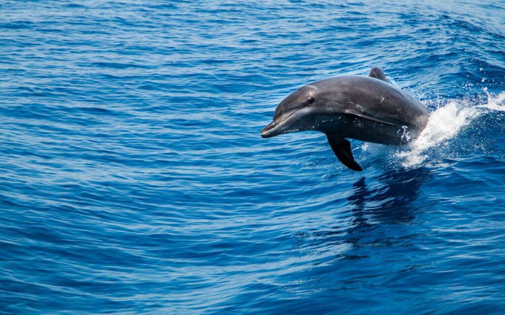 imagen delfin mular Fuerteventura