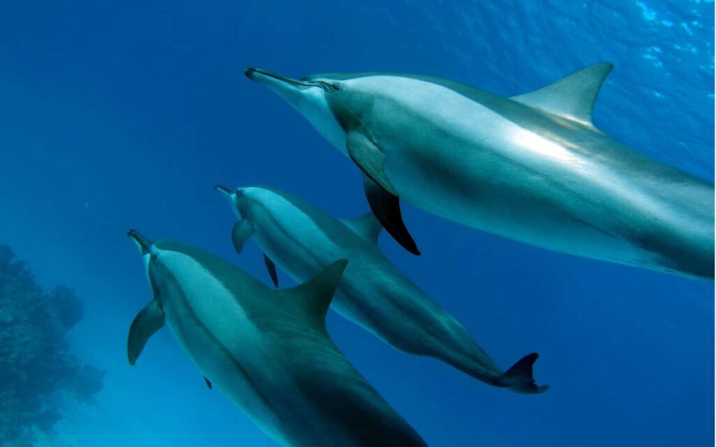 imagen delfín spinner Fuerteventura