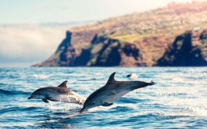 imagen delfines saltando en fuerteventura