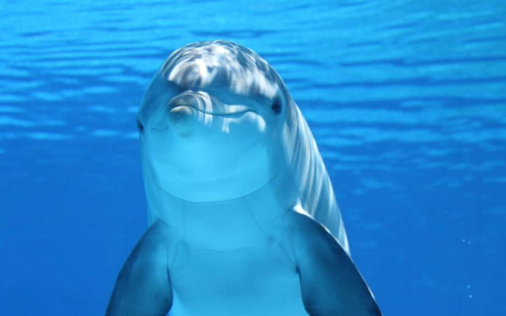 imagen destacada articulo delfines en fuerteventura - magicandsailing.com