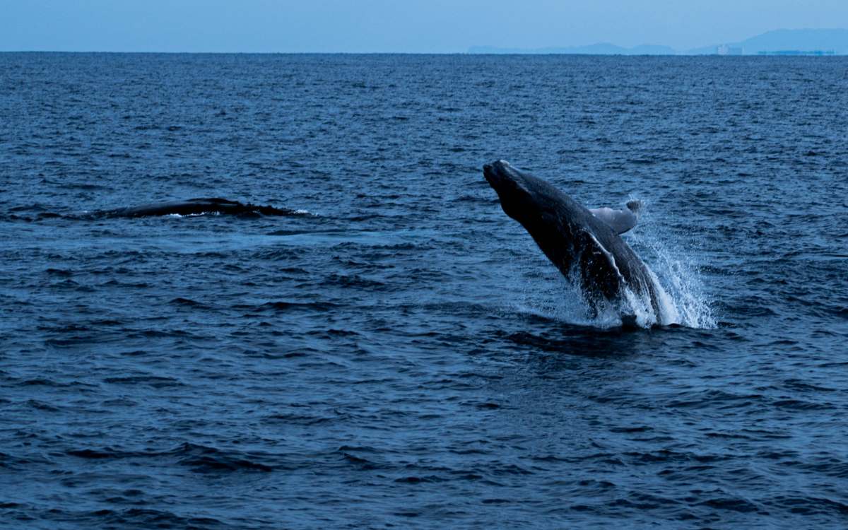 photo d'un rorqual commun