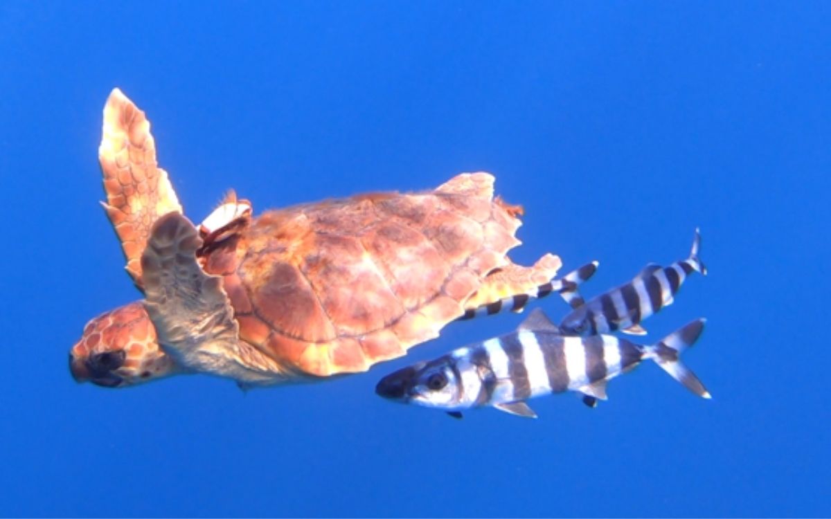 A sea turtle we filmed in Fuerteventura